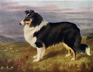 Il Reverendo Hans F Hamilton